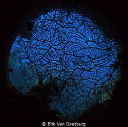 Coral covering port hole inside the Thistlegorm by Erik Van Doesburg 